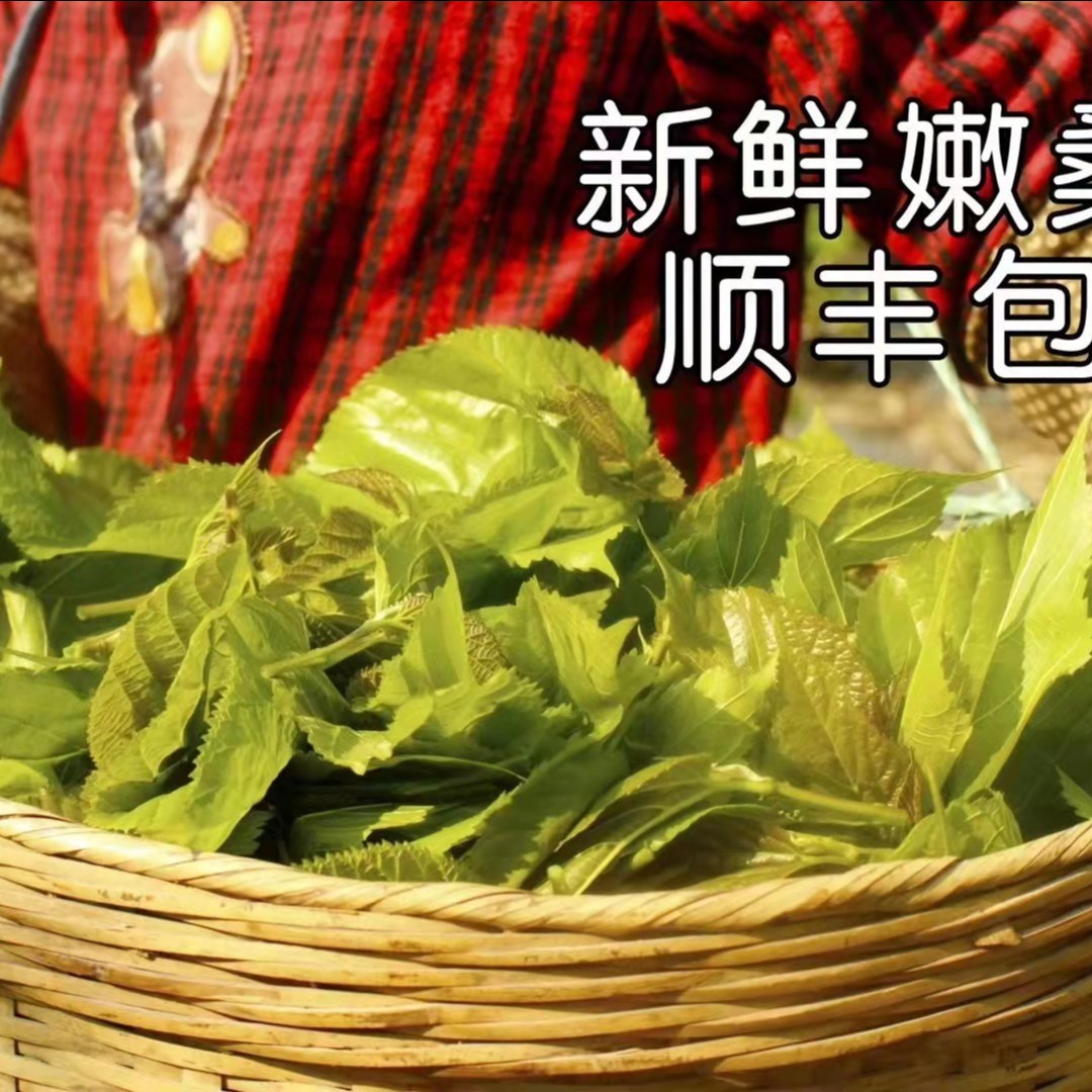 长寿之乡连州新鲜采摘桑叶菜  蛋白菜 500G