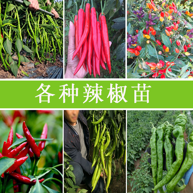 各种辣椒苗美人椒苗子香辣高产蔬菜种籽阳台盆栽抗病辣椒种植