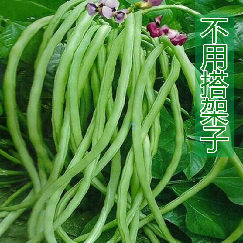 无架豆角种子免搭架四季播种长豇豆庭院蔬菜种籽高产抗病