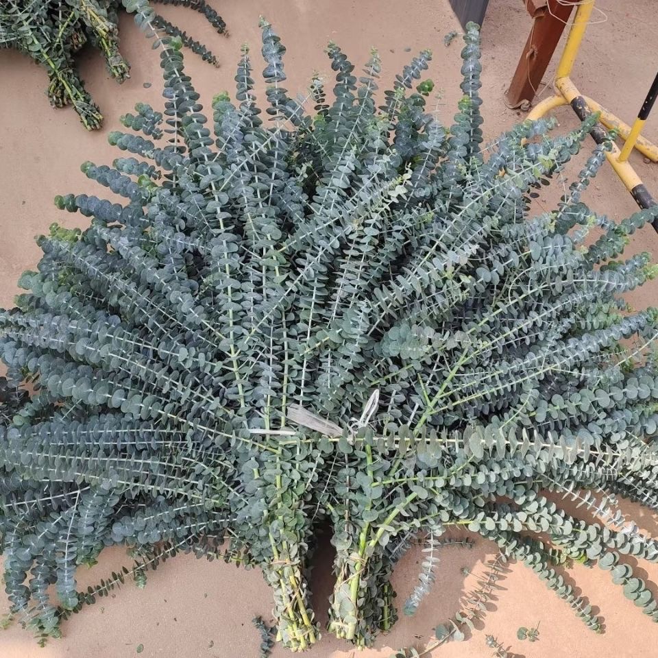 【多支尤加利鲜花】新鲜采摘尤加利花束云南基地鲜花直发家用鲜花