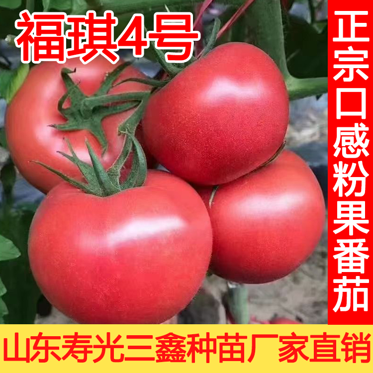 福琪4号粉果西红柿苗果型好高抗产量高