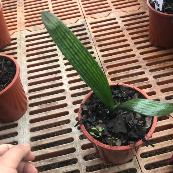 精品宽短尖油桥拍花链接下单以直播间为主