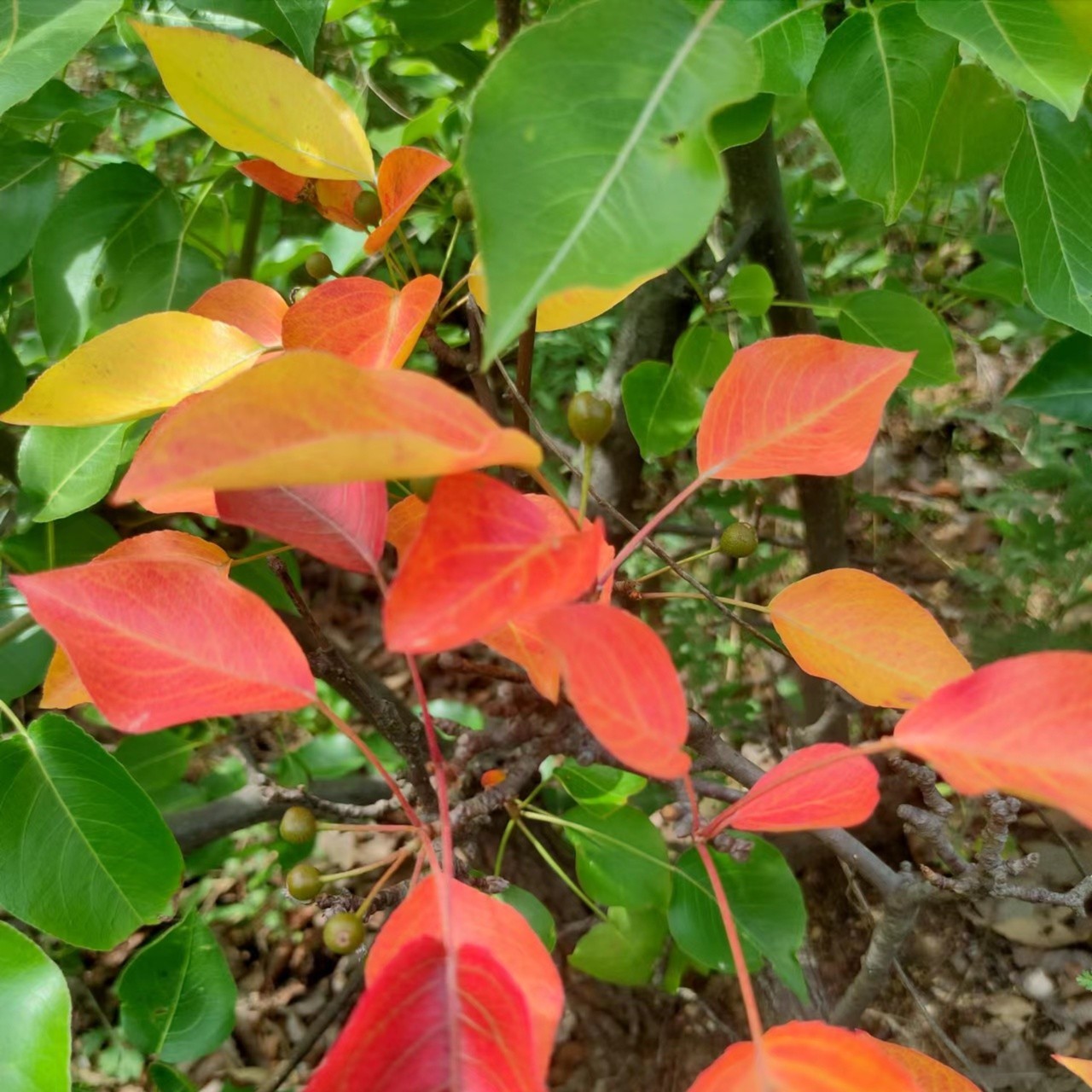 棠梨盆景素材（直播下单）