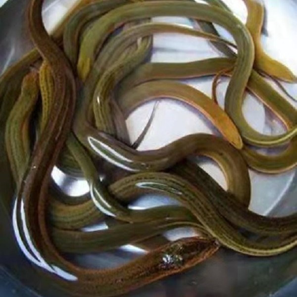 野鳝鱼  稻田  河沟  藕塘自然生长黄鳝鱼   食用活体黄鳝