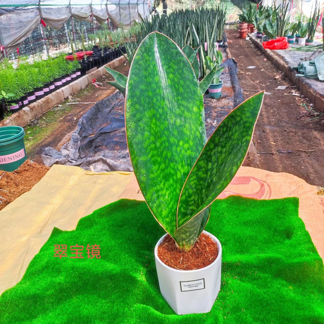 翠宝镜虎皮兰净化空气除甲醛花纹好看脱土发货