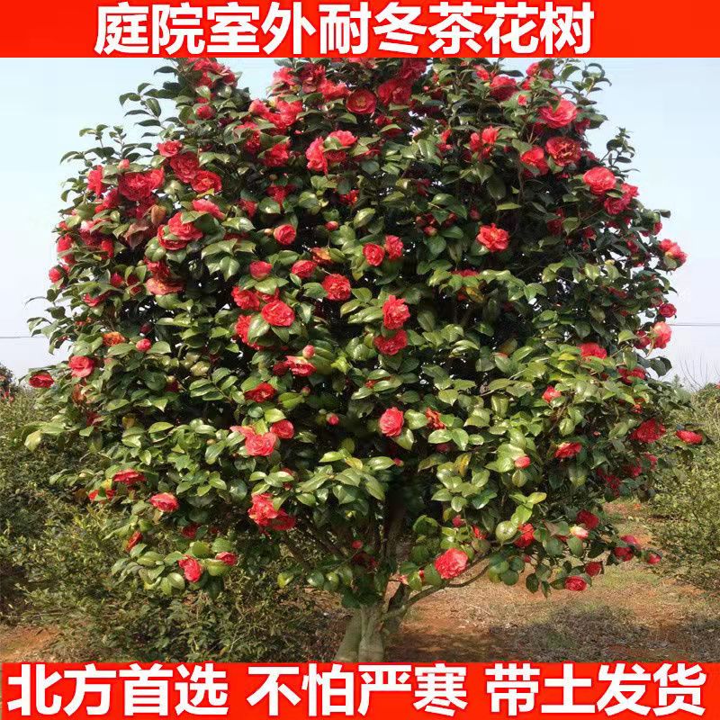 名之誉园林耐冬茶花树苗 带花苞发出 庭院绿化苗木阳台盆栽花卉