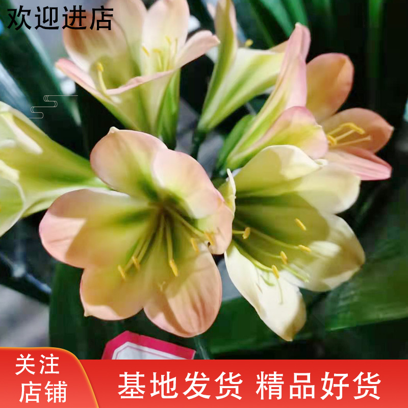 奇异君子兰直播付款下单基地批发各种花色虽意挑选