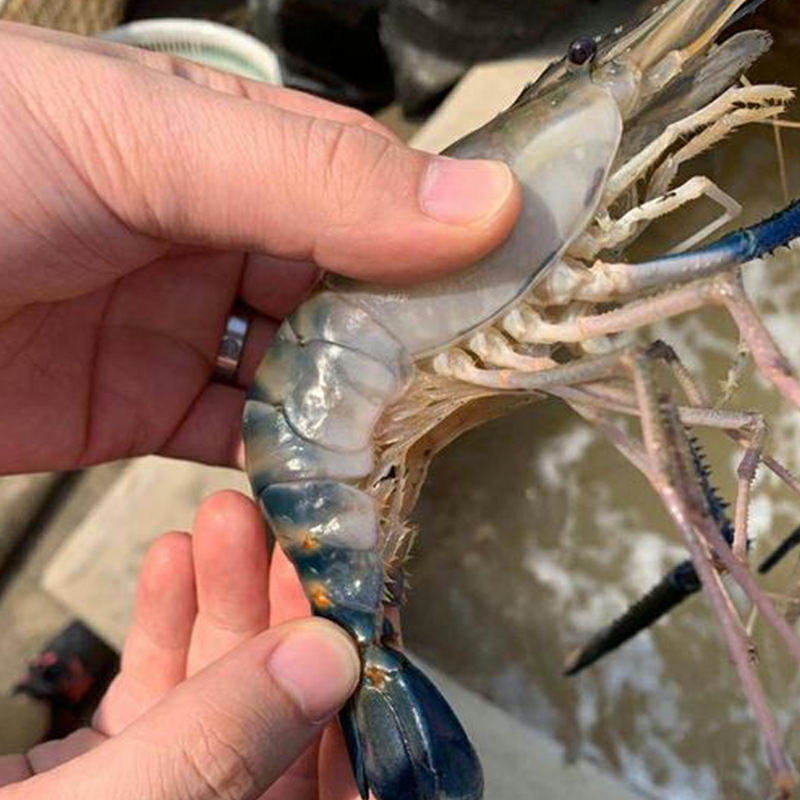 活冻带膏罗氏虾   冷冻   广州发货 4斤