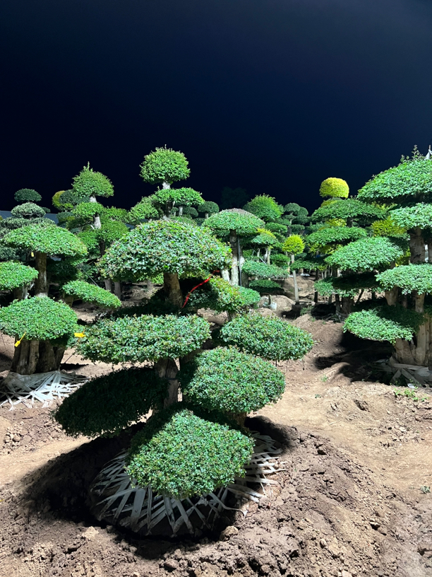 造型精品对节白蜡耐寒好养