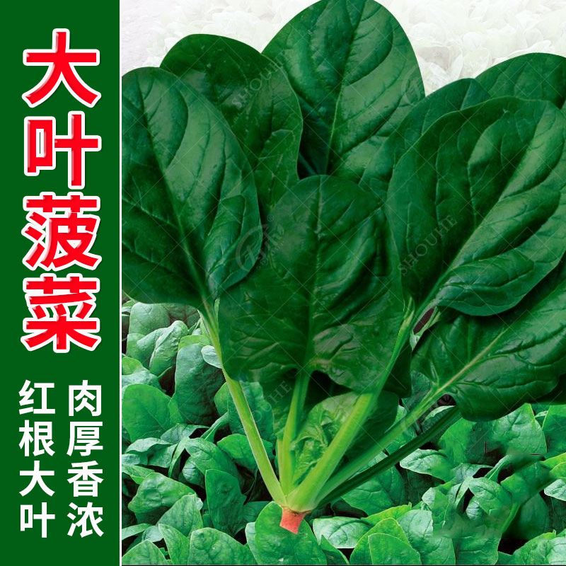 大叶菠菜种子耐热夏季种籽菠菜种籽春秋冬四季农家蔬菜菠菜籽种孑
