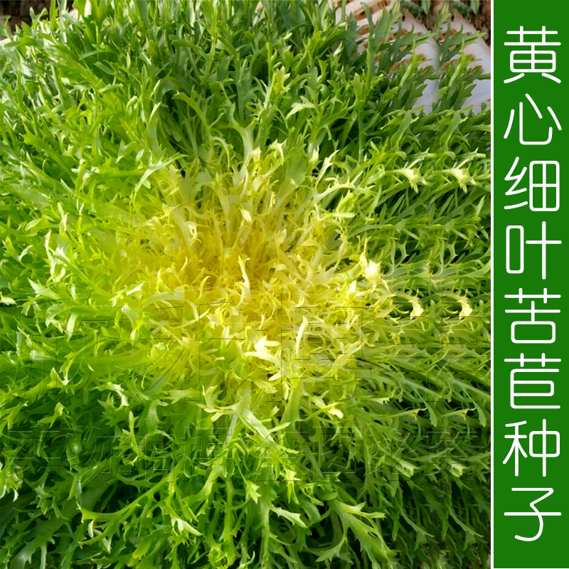 细叶苦苣苦菊种子苗花叶菜籽种苦苣菜种籽秋季盆栽蔬菜种籽孑莱
