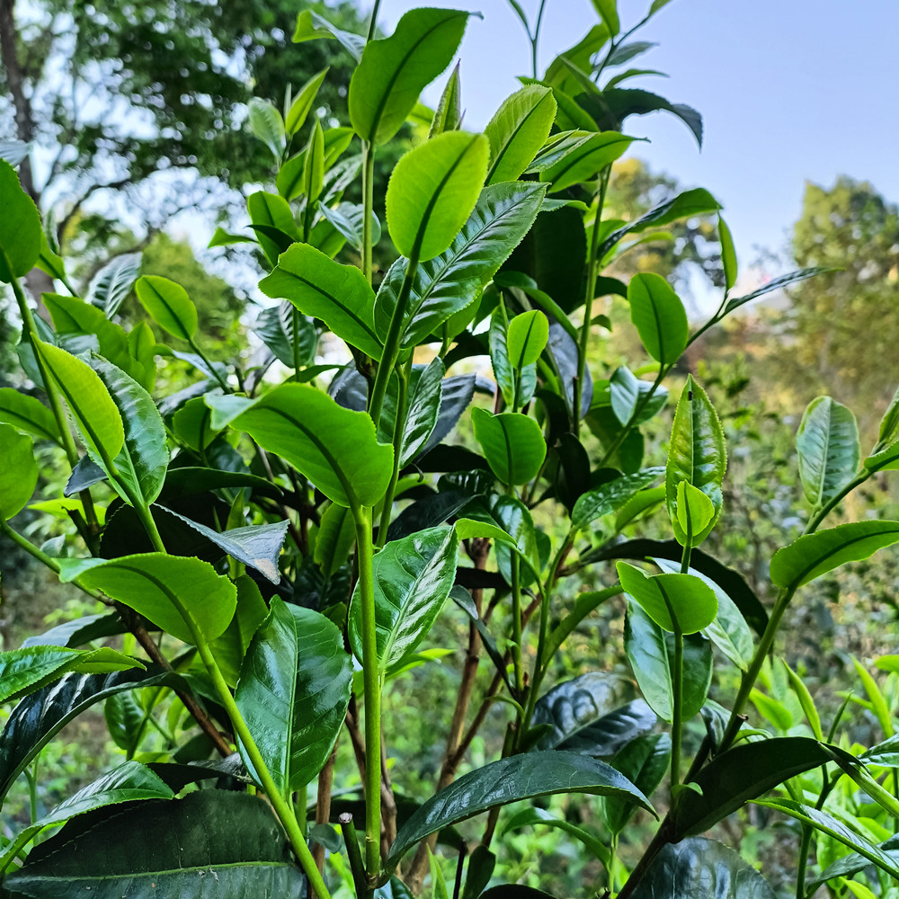 【名山团队】临时链接 （茶）5