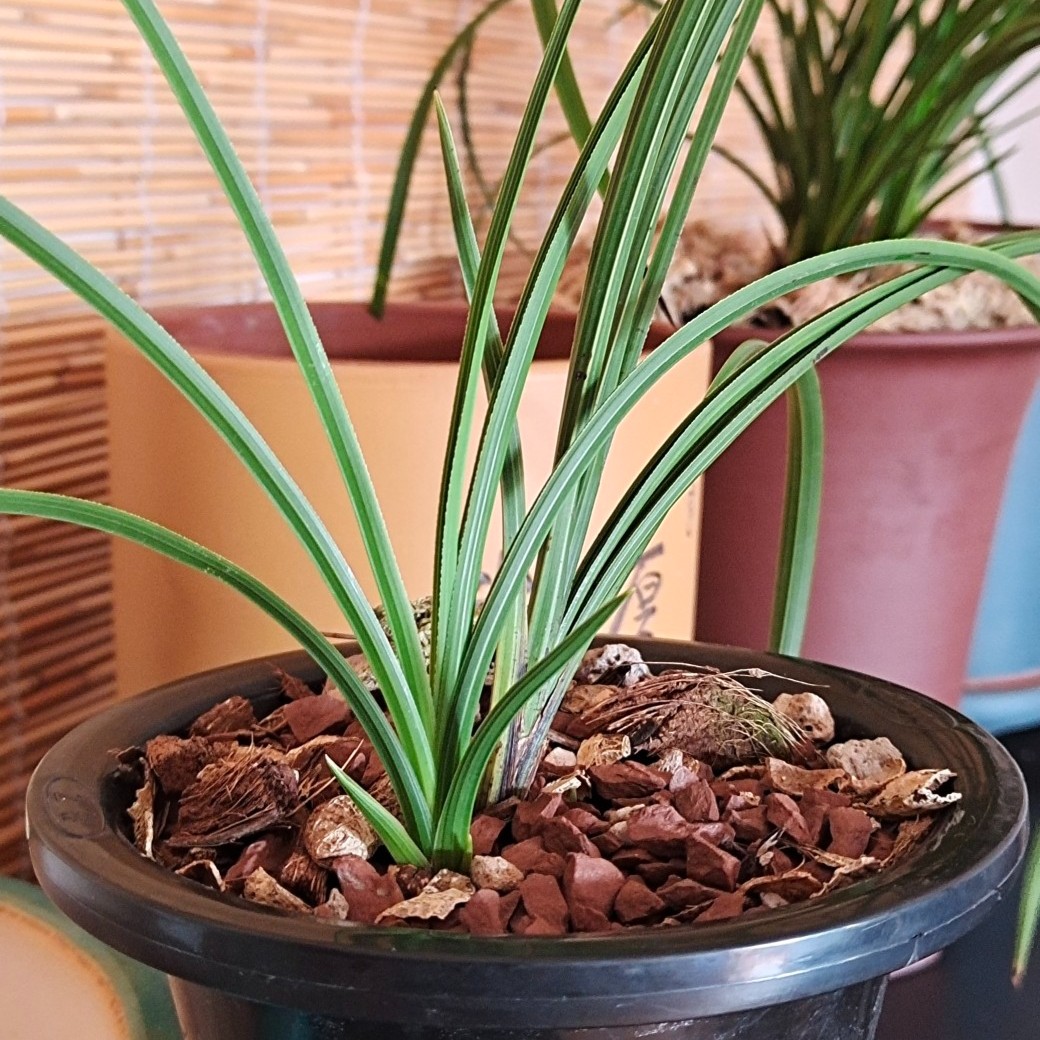 蕙兰春兰大富贵翠阳，一物一拍