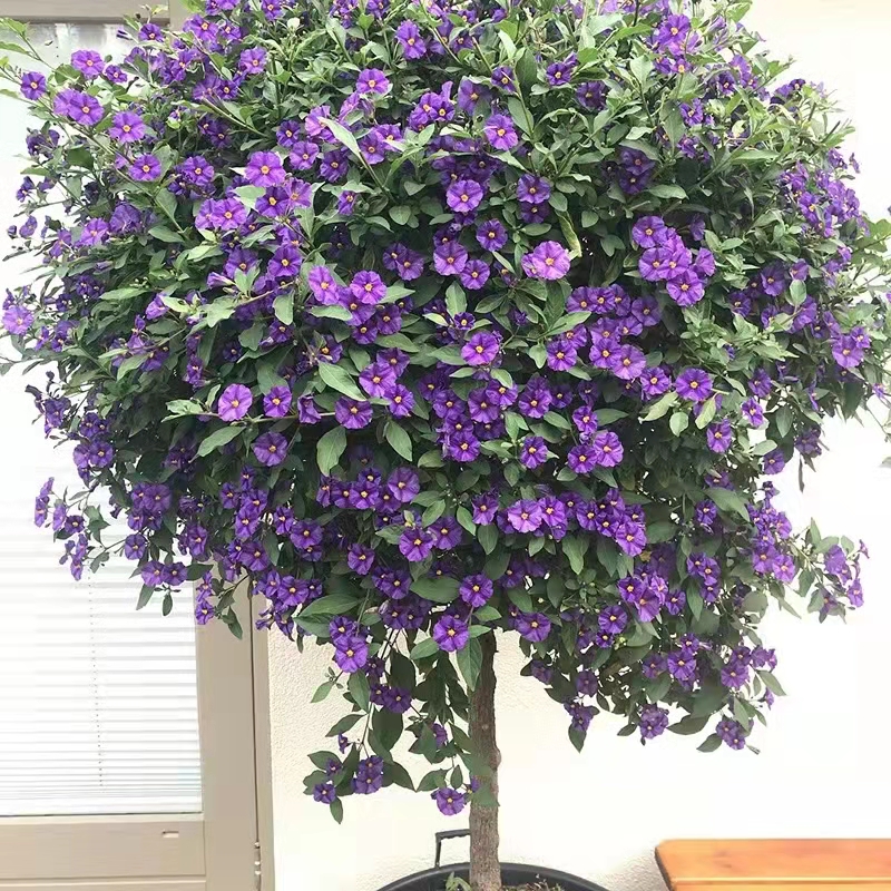 开花机器盆栽蓝花茄棒棒糖型多年生小灌木耐寒耐热庭院阳台花卉