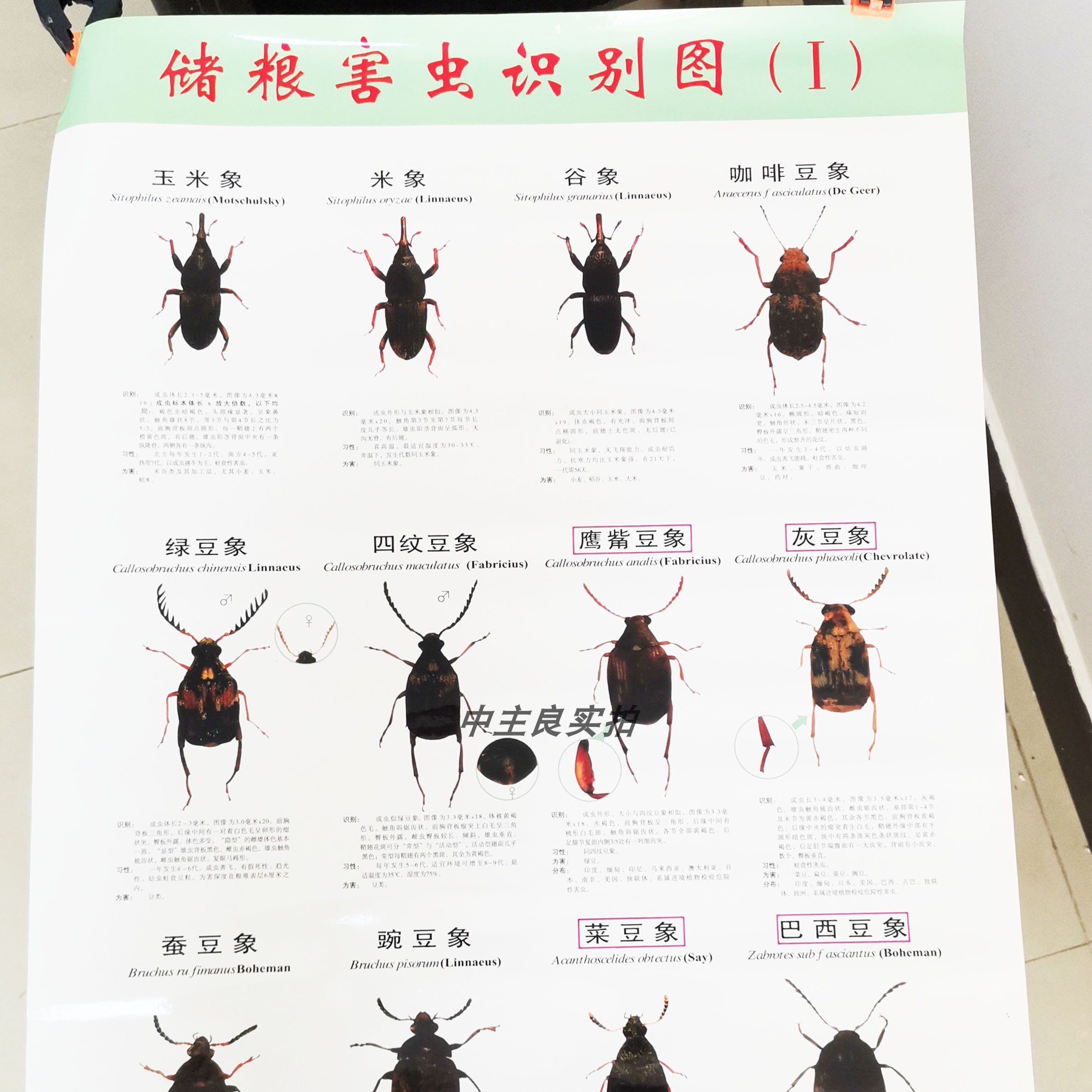 害虫挂图害虫彩图检索图粮库粮食害虫农业挂图种类大全黑色方便大