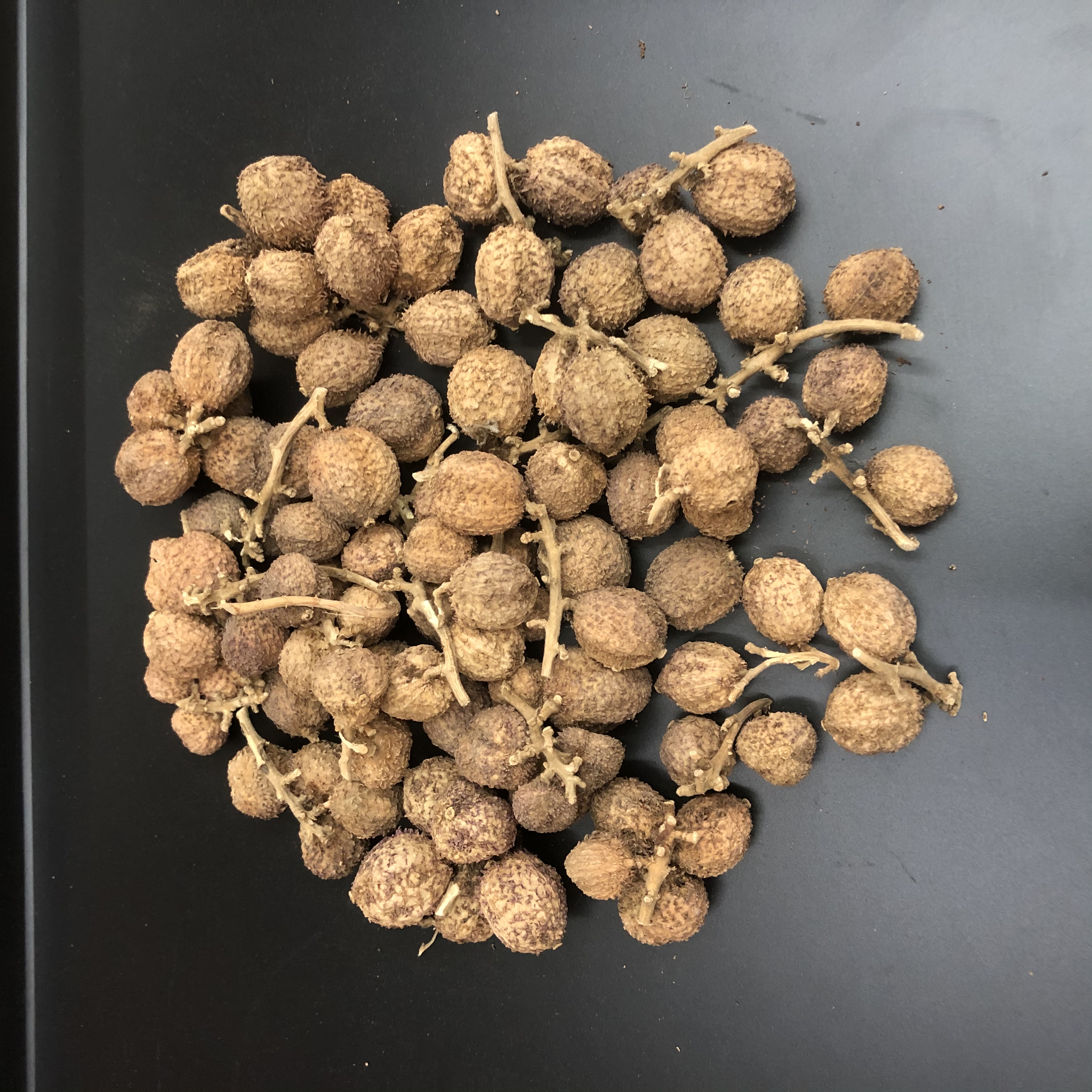 阳春春砂仁 大粒果实
