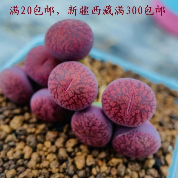 郭小包多肉植物生石花肉锥花卉盆栽观景一物一拍