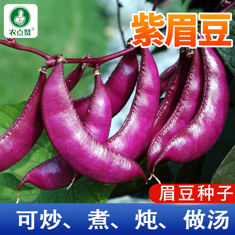 【紫眉豆种子正】 扁豆种子春季高产紫色蔬菜种植多种优质营养元素