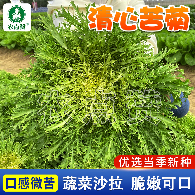 细叶苦菊菜种籽 黄心苦菊清心清热去火四季种植田园阳台蔬菜种子