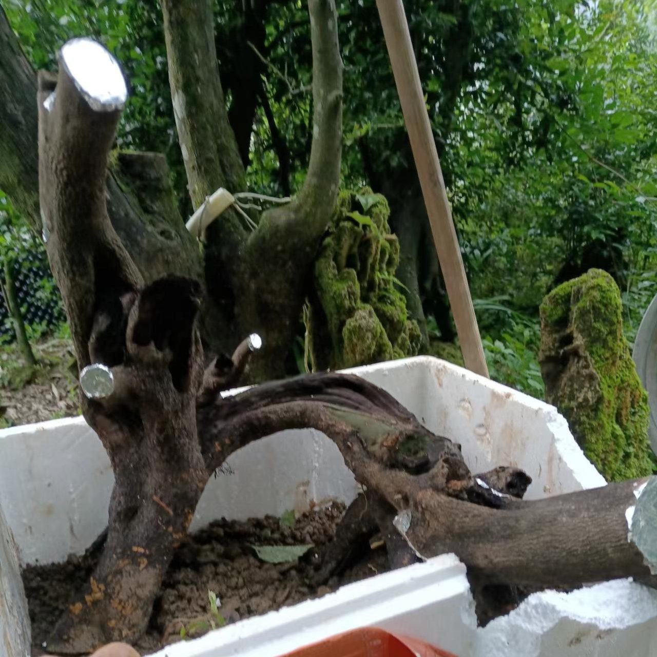 金弹子，湘西乔木瓶兰花100