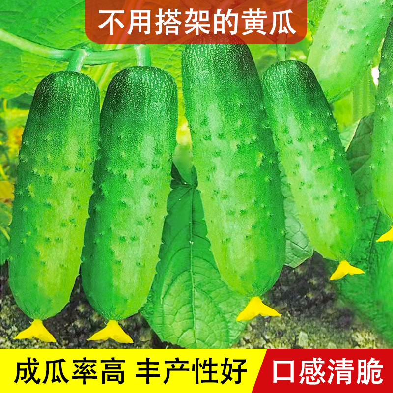 满地爬黄瓜种子 阳台四季种植庭院盆栽农家菜园蔬菜种子菜地种籽