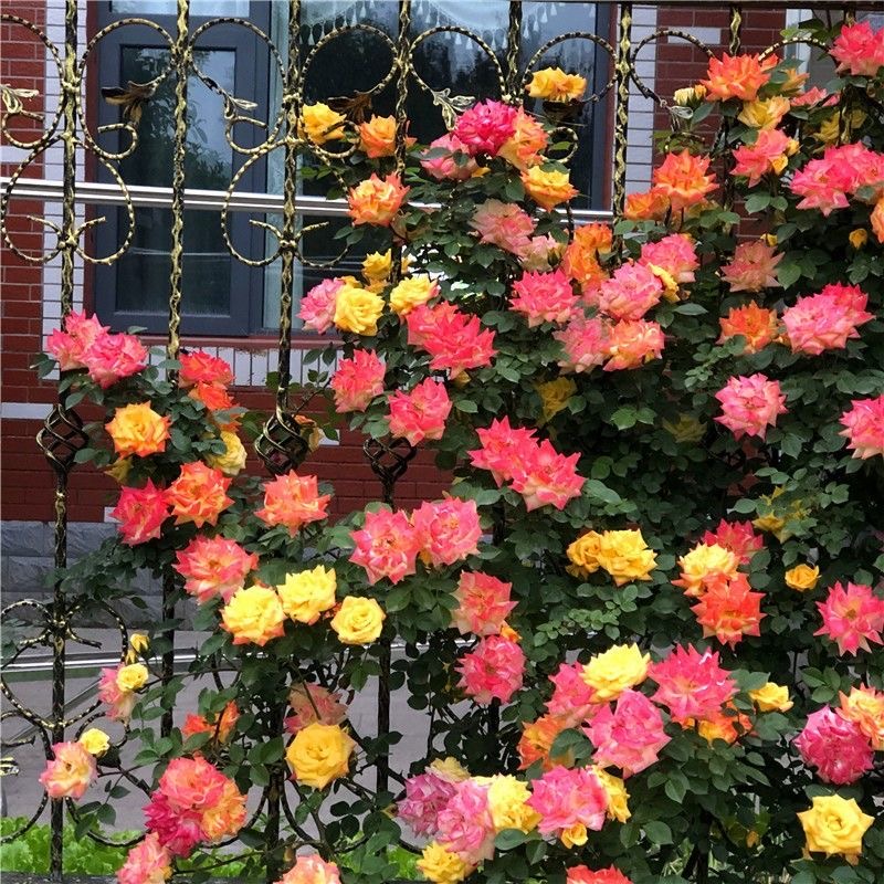 藤彩虹藤本月季爬藤庭院花卉植物大苗地栽多季节开花爬藤