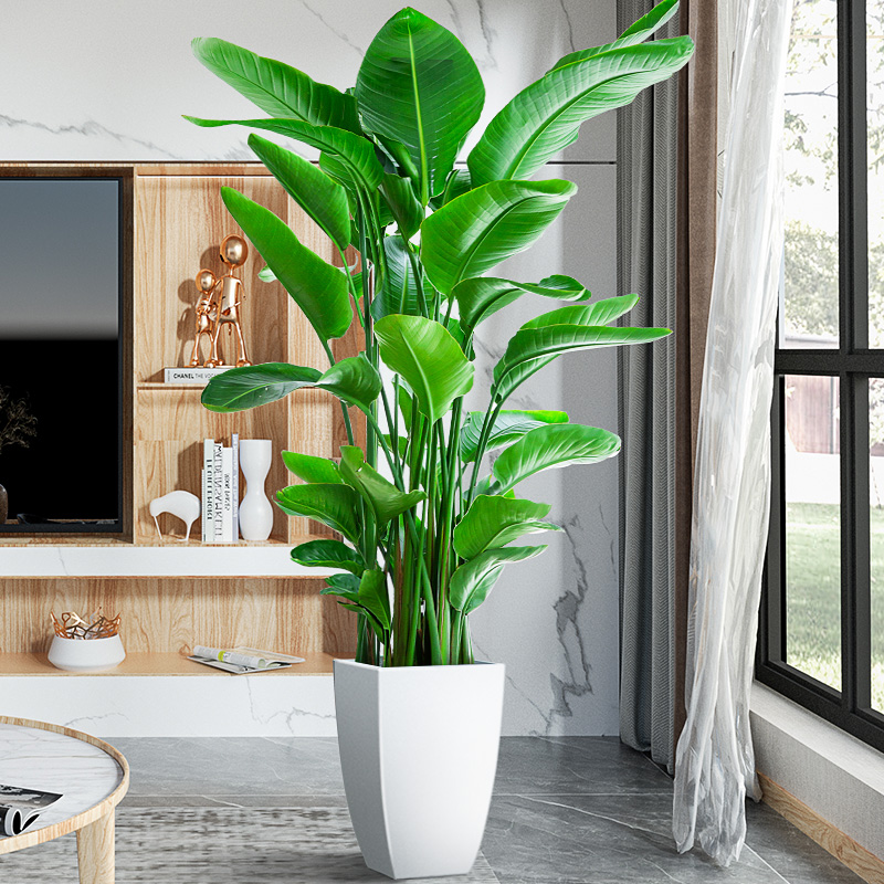 1.5-1.7米天堂鸟盆栽室内大型植物鹤望兰叶片自然 开裂介意者慎拍