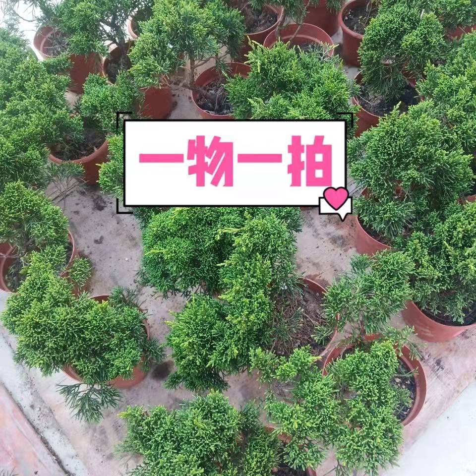 济州真柏一物一拍