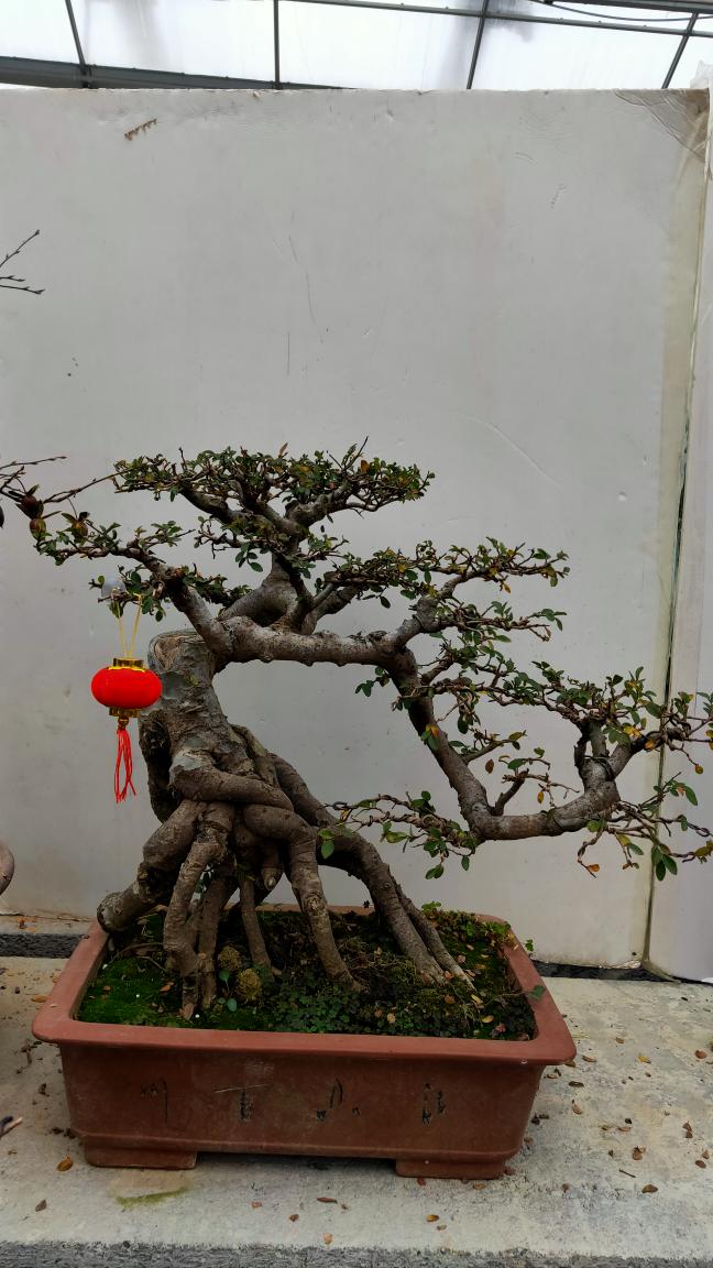 抱石老桩榆树，喜欢的抓紧