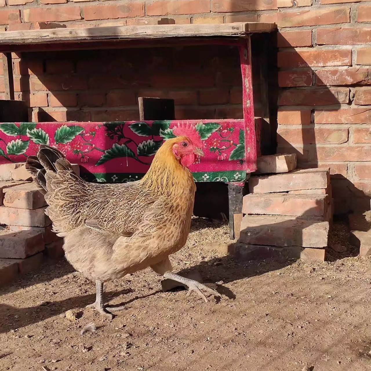 直播链接，柴笨母鸡--不带毛