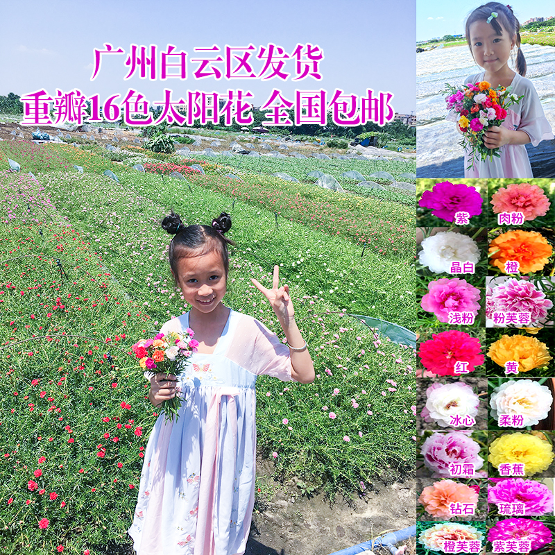 带跟选色重瓣太阳花花苗宿根带花苞易活好养耐热盆栽