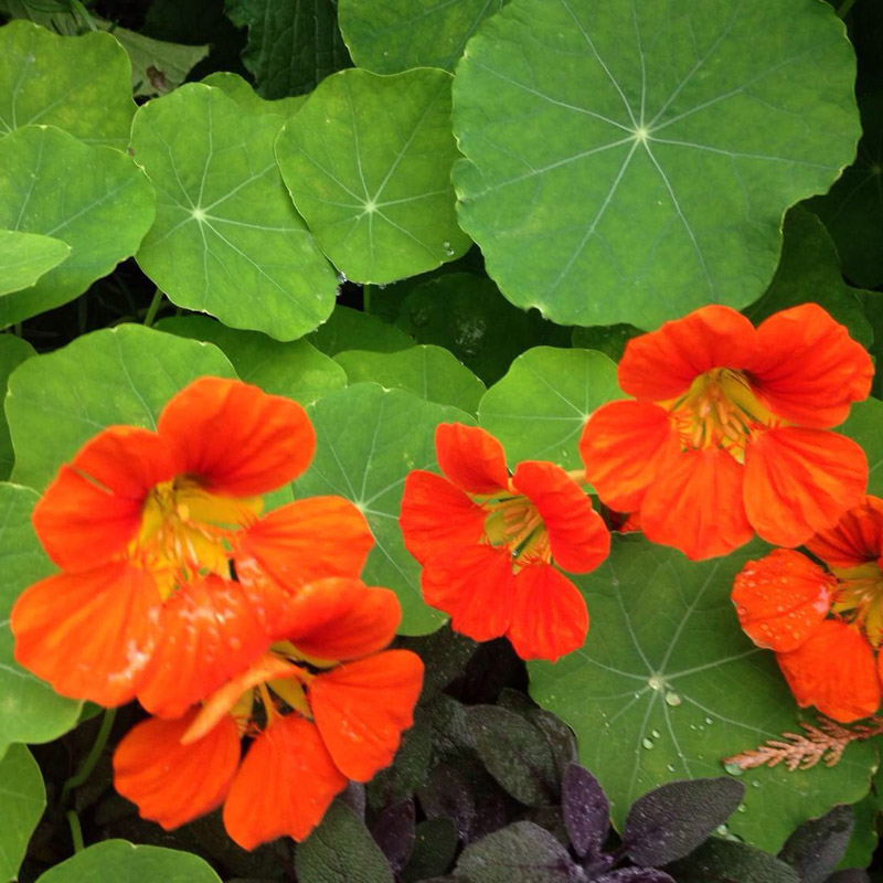 旱金莲种子旱荷花种垂吊爬藤花卉种籽室内阳台盆栽春夏秋播种四季