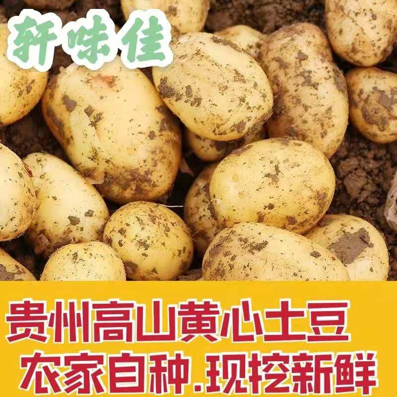 贵州高山洋芋农家自种新鲜大中小号威宁黄心土豆马铃薯洋芋种10斤