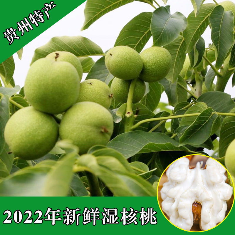 2022年现摘现发贵州赫章新鲜核桃去青皮湿核桃带青皮绿皮薄皮5斤