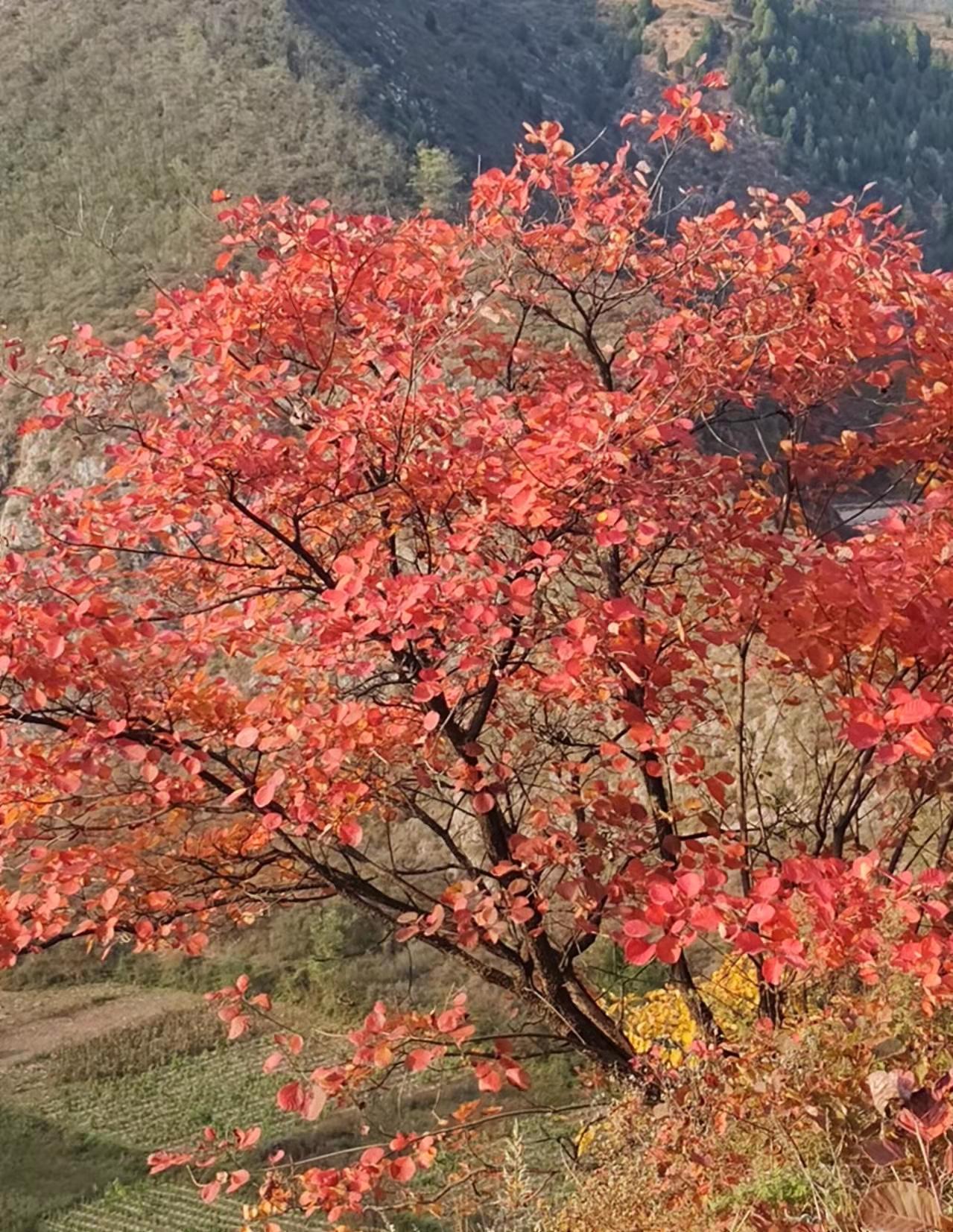 黄栌山里红盆景素材