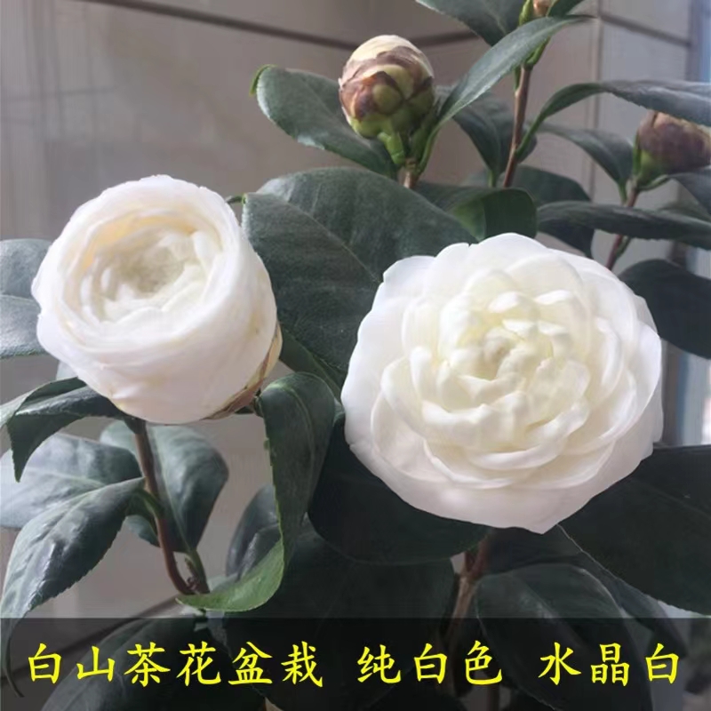 东方亮茶花 纯白色茶花 水晶白洁白如玉原盆原土支持一物一拍包邮