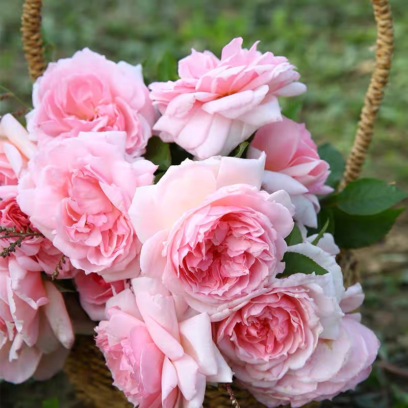 玫瑰半岛 威基伍德 奥斯汀欧月 阳台庭院月季