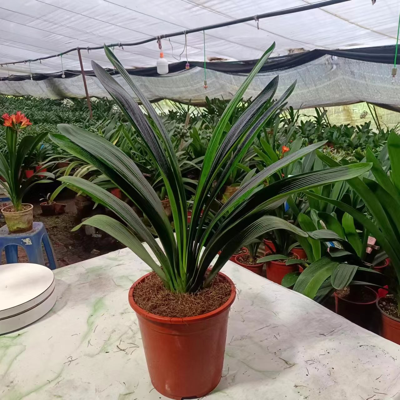 精品橘红花君子兰室内花卉高档好养绿植兰花盆栽大颗苗