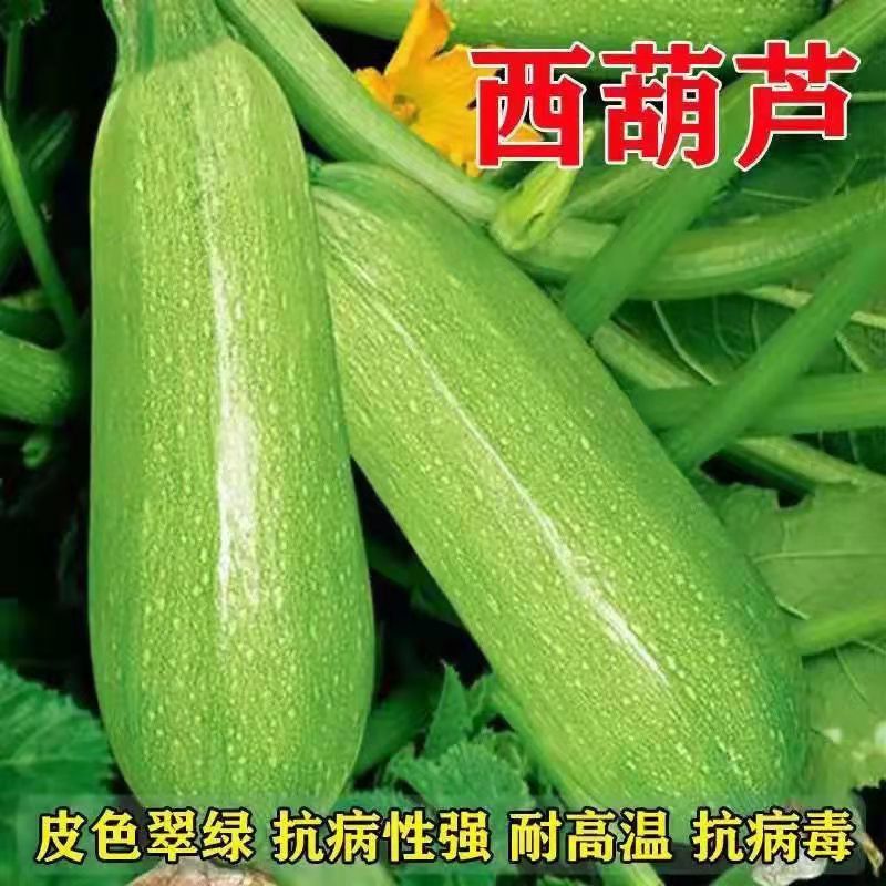 西葫芦种子四季绿皮西葫芦种籽耐寒抗病春秋季阳台盆栽种子