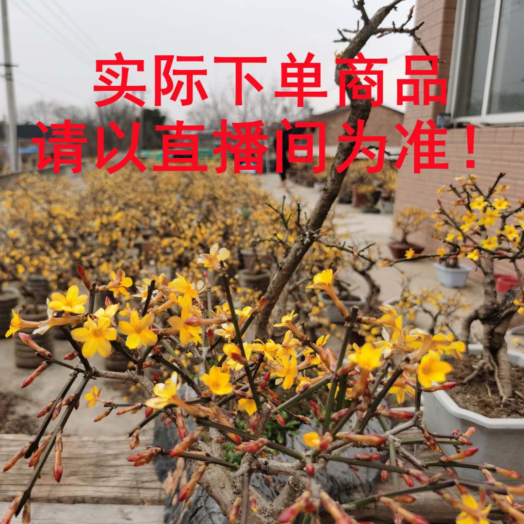 老桩迎春花盆景四季花卉观赏庭院客厅桌面耐寒盆栽