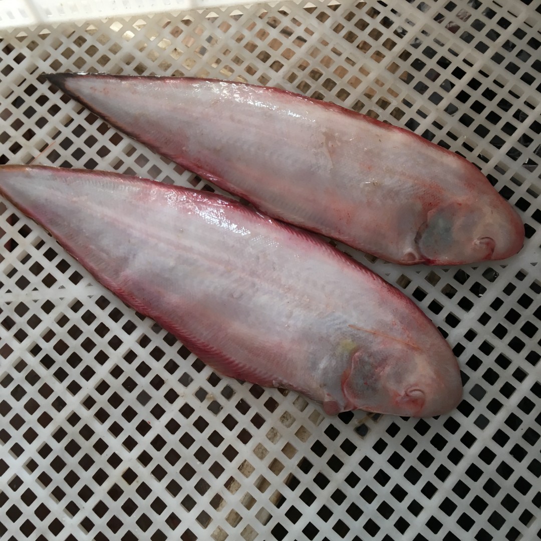 【纯野生龙利鱼】 深海底层鱼8条左右2斤 日照顺丰发货2包4斤香煎