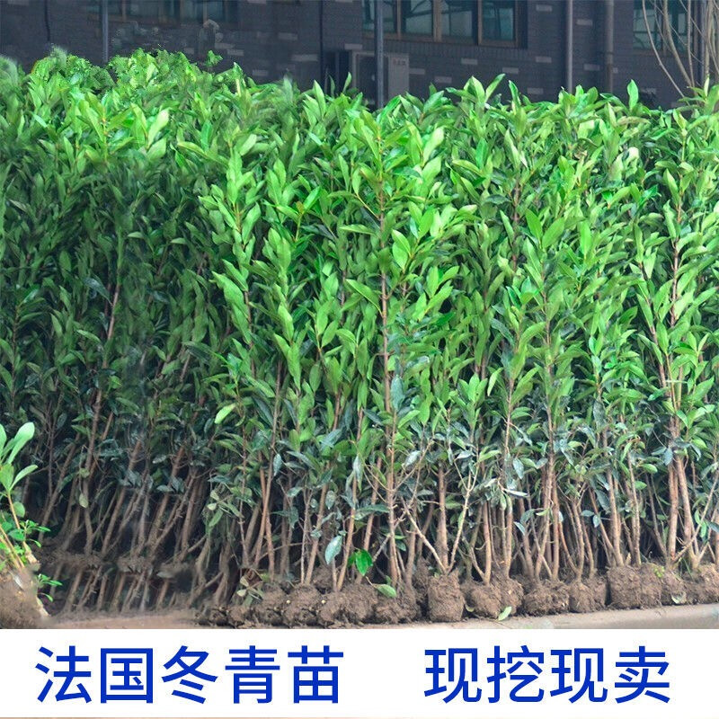法国冬青树苗篱笆围墙苗四季常青庭院绿化苗木大叶冬青苗珊瑚树苗