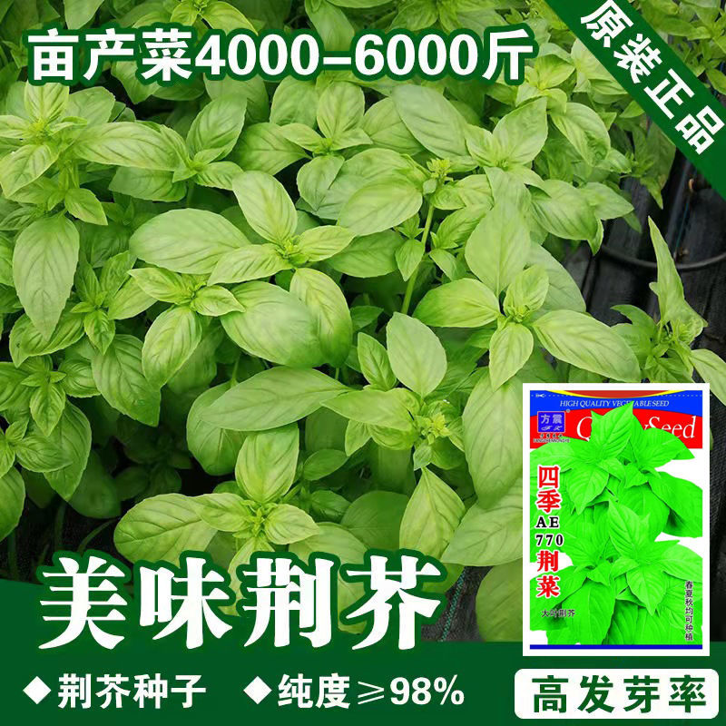 四季荆菜种子河南大叶荆芥种子孑菜籽苗盆栽蔬菜荆芥菜种荆棘种籽