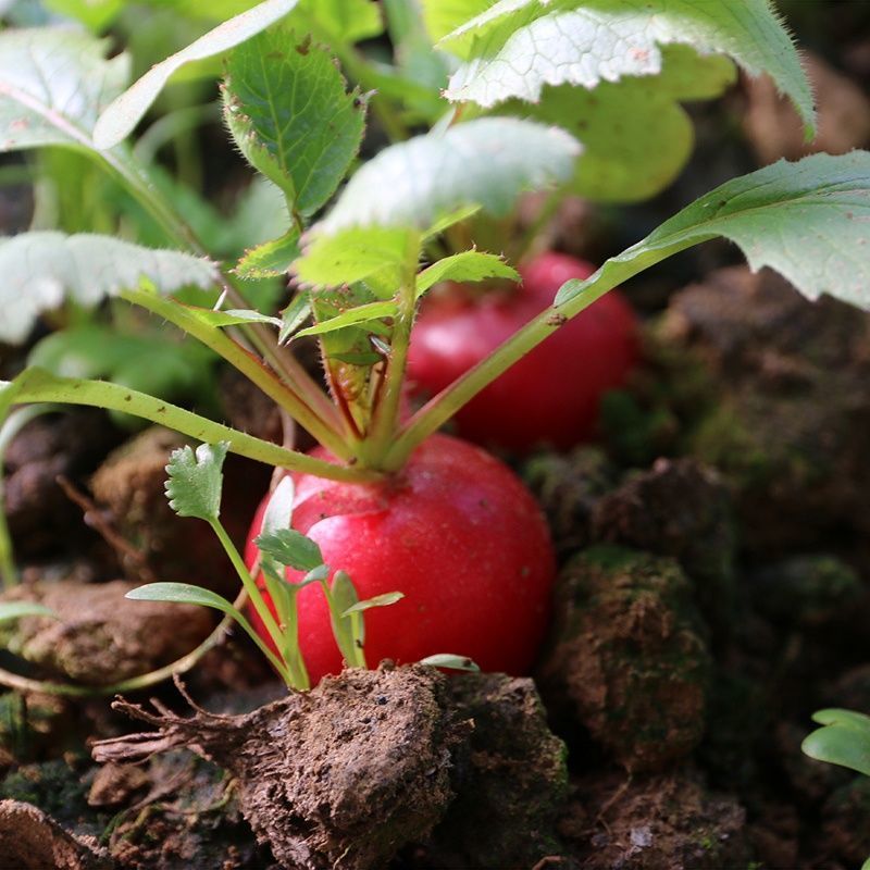 四季萝卜种子生吃甜脆水果萝卜种孑珍珠白樱桃萝卜阳台大田蔬菜籽
