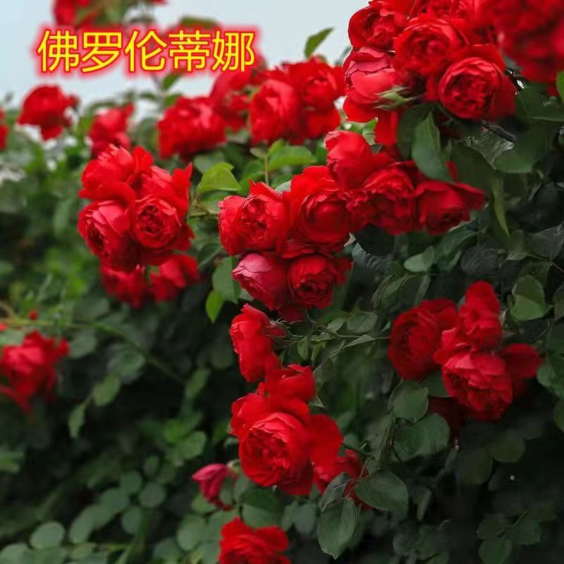 【佛罗伦蒂娜】伦萨花苗大花香味多季节藤本蔷薇植物庭院月季爬藤