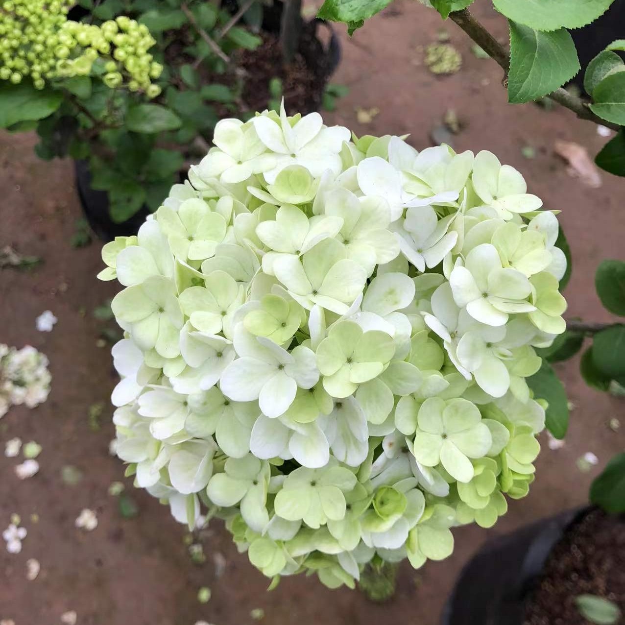 【金品花卉】中华木本绿化绣球斗球花苗耐寒耐旱名贵植物观花