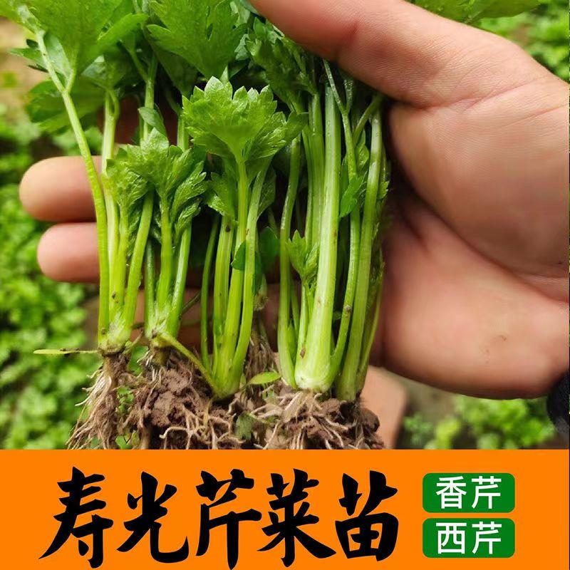 芹菜苗幼苗芹菜秧子苗蔬菜苗西芹秧苗根盆栽蔬菜芹菜种籽四季盆栽