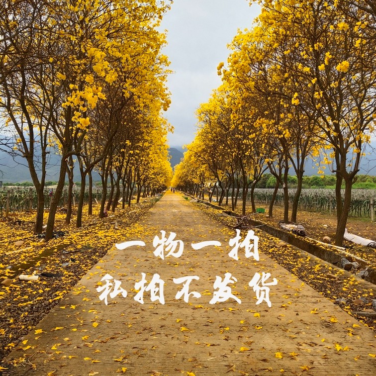 翁源兰花，直播间一物一拍