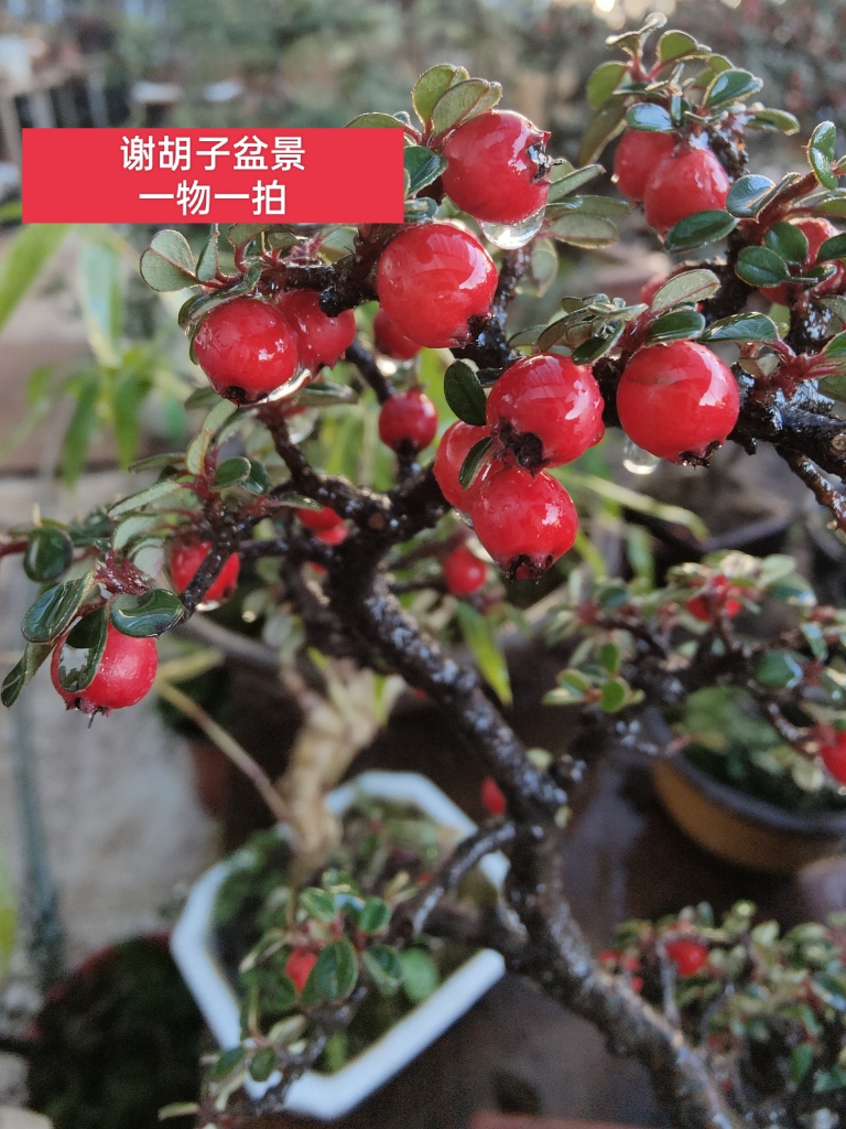 谢胡子盆景一物一拍  偏远地区不包邮