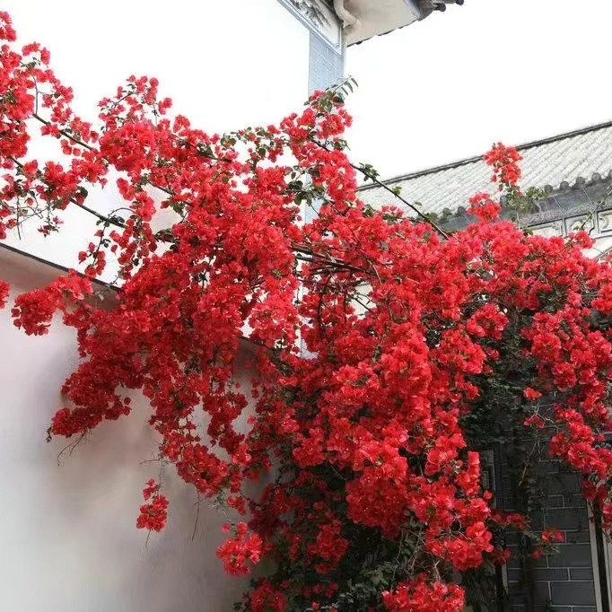 中国红老桩三角梅勤花四季开花爬藤，花开大红色（一物一拍）